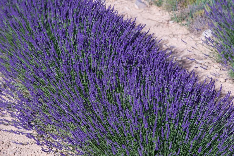 Lavender field