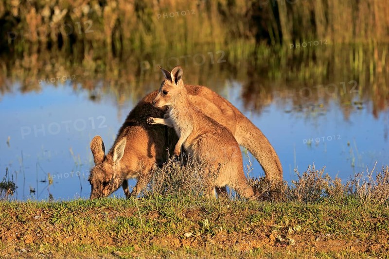 Eastern Grey Kangaroo (Macropus giganteus) female with joey