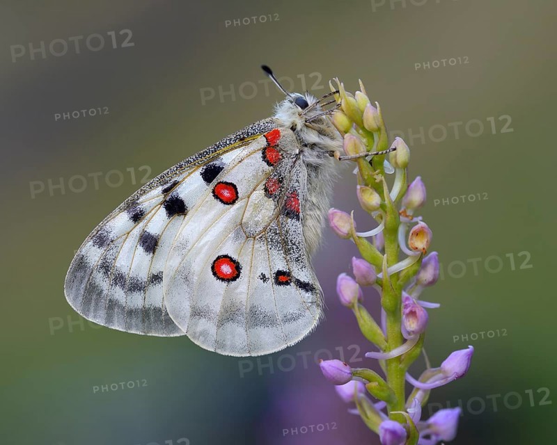 Apollo Butterfly (Parnassius apollo) on a Short-spurred Fragrant Orchid (Gymnadenia odoratissima)