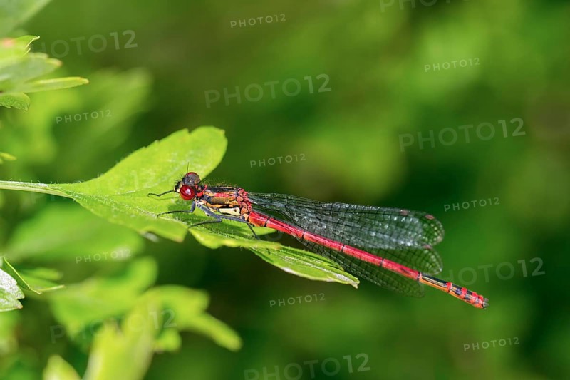 Large Red Damselfly (Pyrrhosoma nymphula)