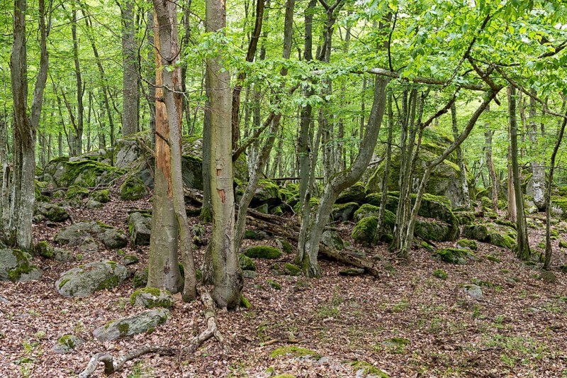 Forest and rocks