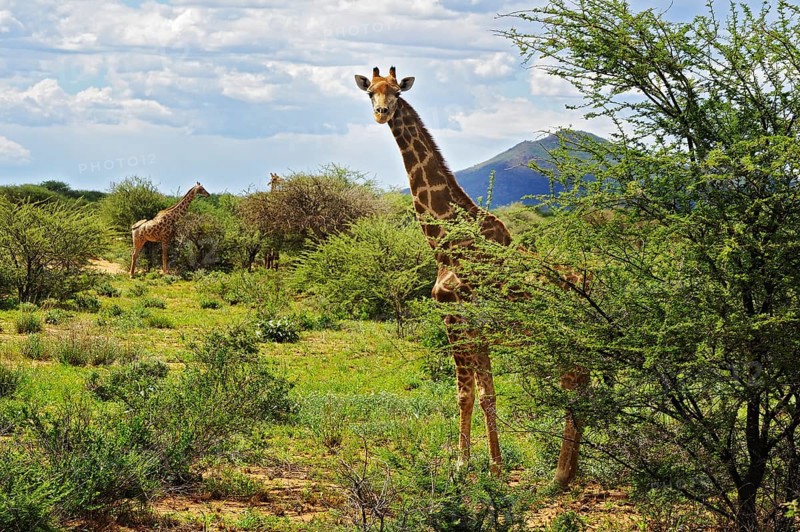 Savannah with giraffes (Giraffa camelopardalis) in Okahandja