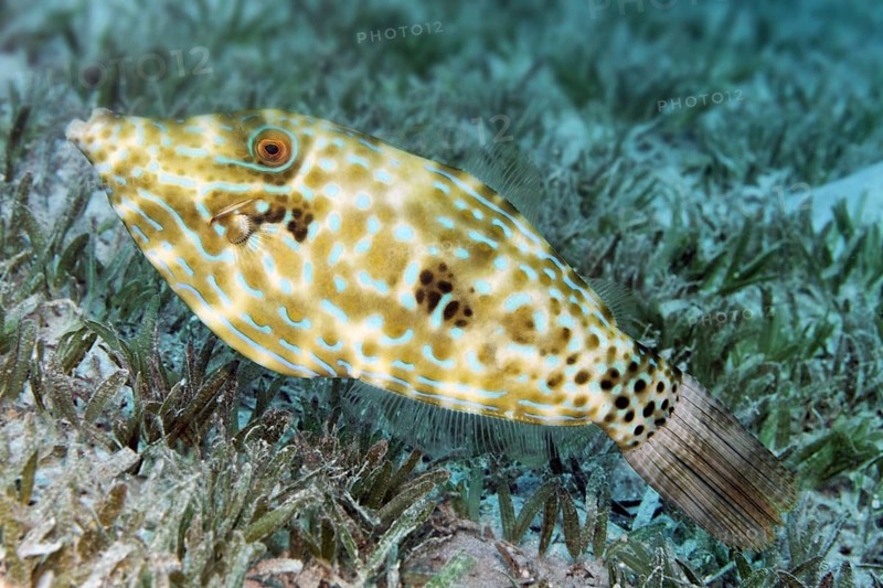 Scrawled Filefish (Aluterus scriptus) on seagrass meadow