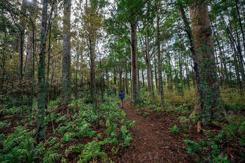 Young man walks on trail through Kauri Forest