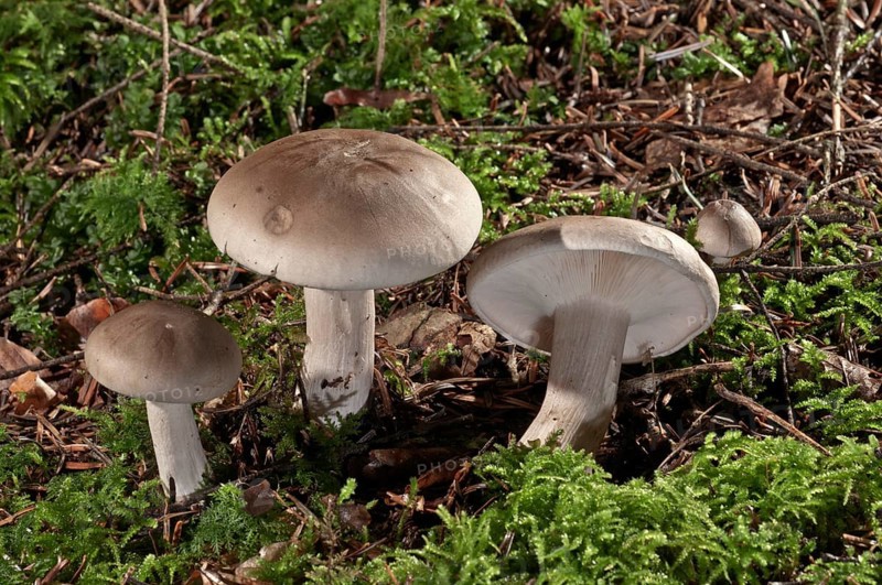 Clouded agaric (Lepista nebularis) Untergroeningen