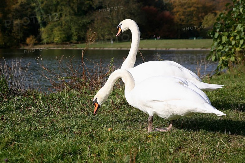 Mute swans (Cygnus olor)