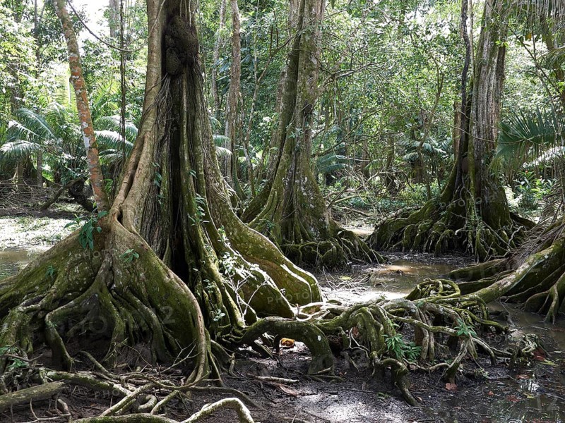 Buttress roots
