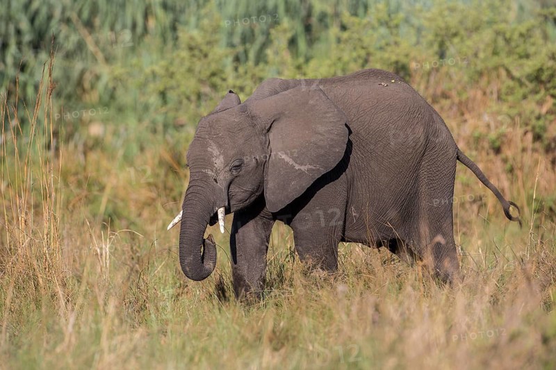 African Bush Elephant (Loxodonta africana)