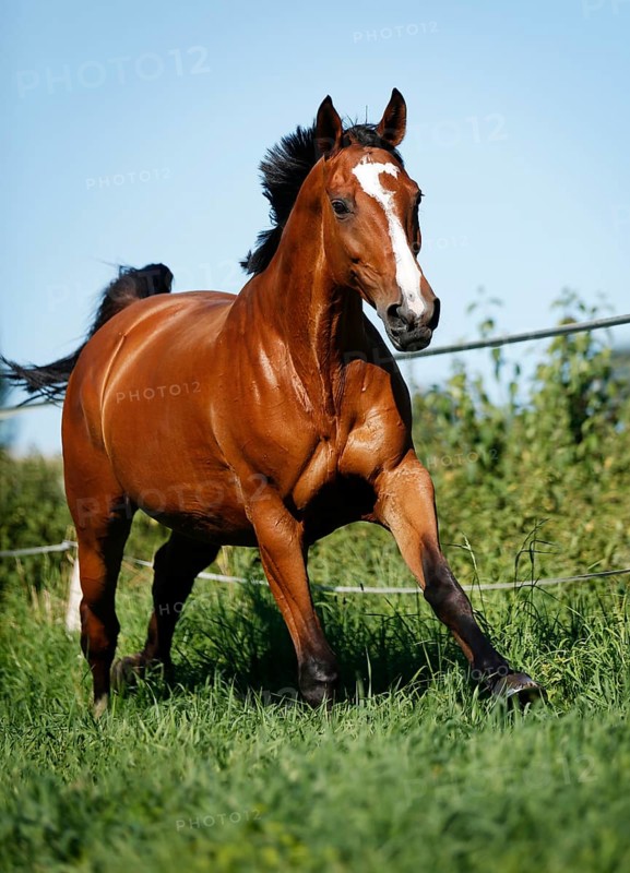 Brown mare