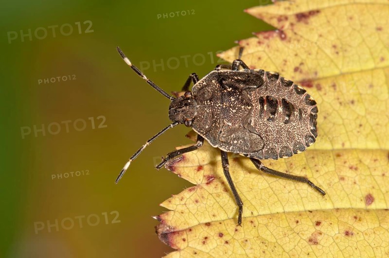 Mottled Shieldbug or Stink Bug (Rhaphigaster nebulosa)