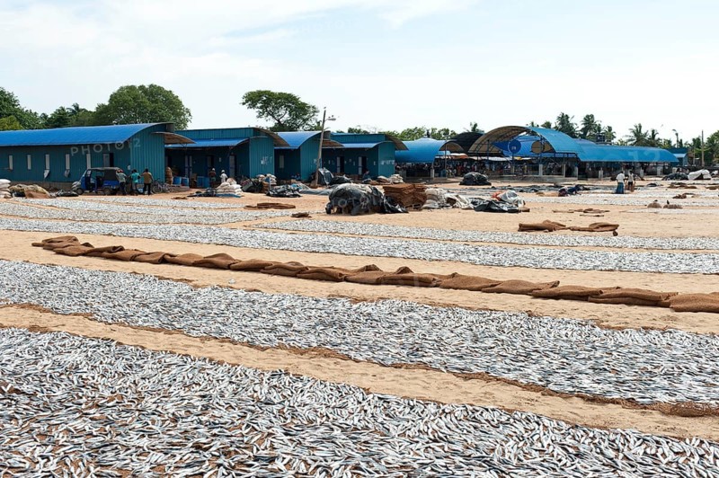 Fish is spread out to dry on the beach