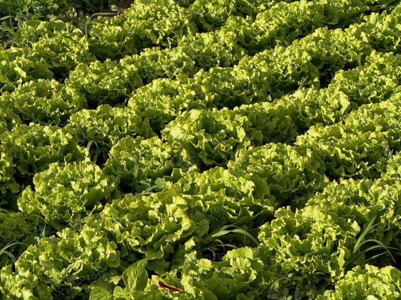 Salat growing in rows on a field