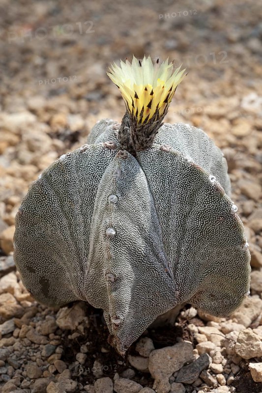 Bishop's Cap Cactus (Astrophytum myriostigma)