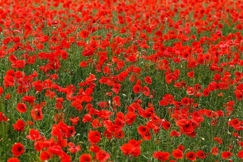 Poppy field in full bloom