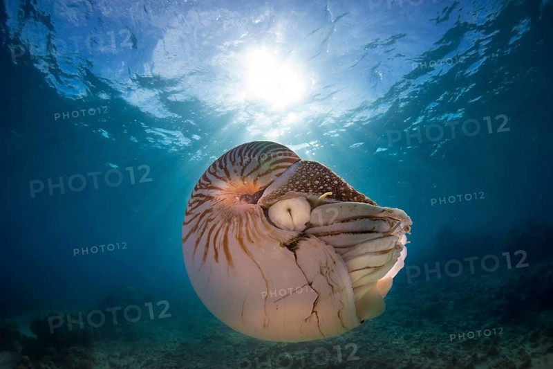Nautilus (Nautilus belauensis)