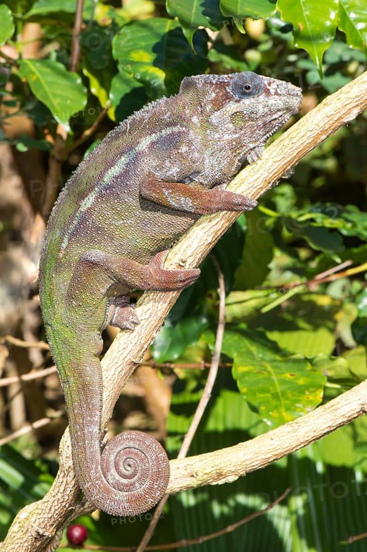 Panther Chameleon (Furcifer pardalis)