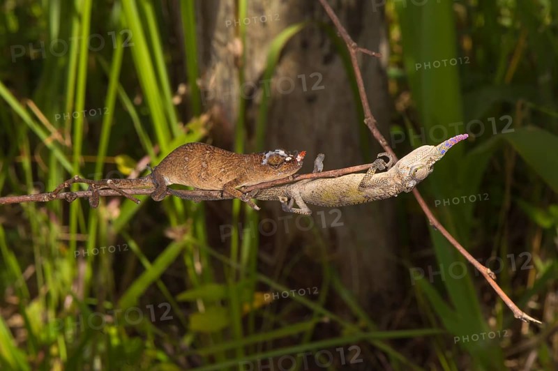 Blade Chameleons (Calumma gallus)
