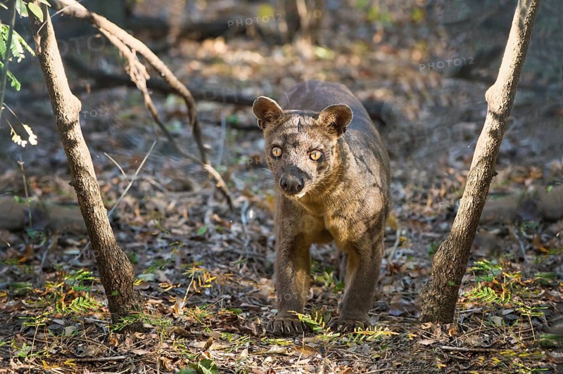 Fossa (Cryptoprocta ferox)