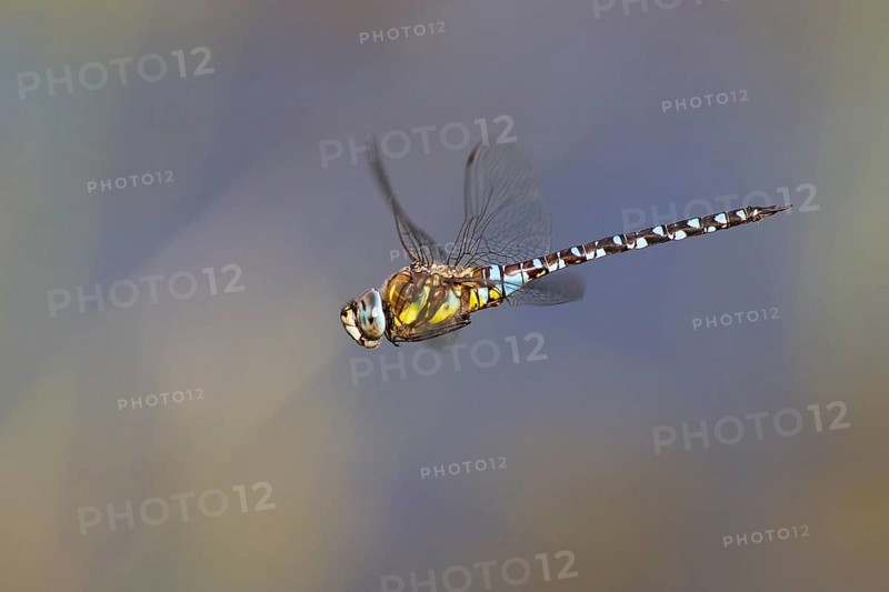 Migrant Hawker (Aeshna mixta) in flight