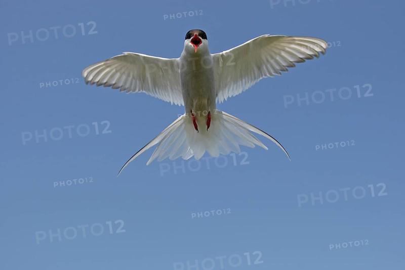 Arctic tern (Sterna paradisaea) calling in flight