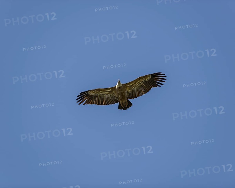 Griffon vulture (Gyps fulvus) in flight