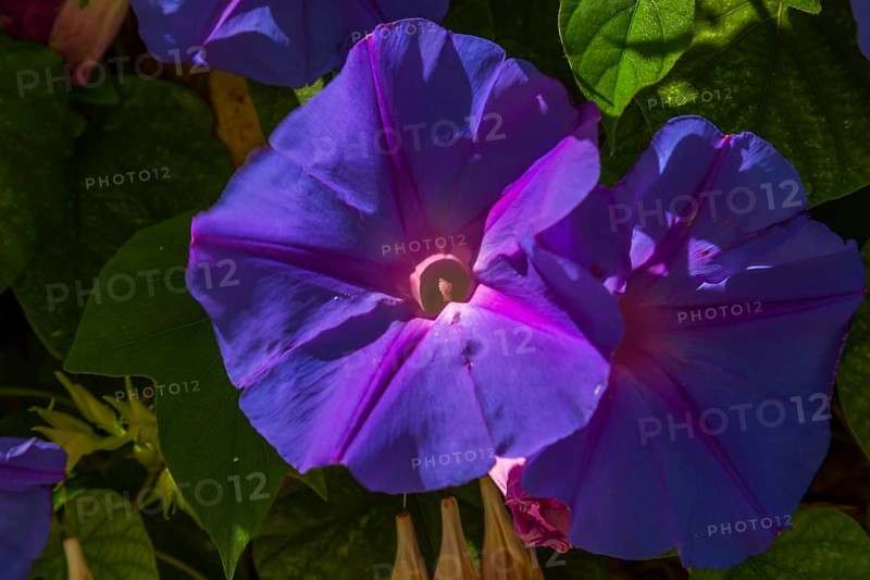 Blue morning glory (Ipomoea indica)
