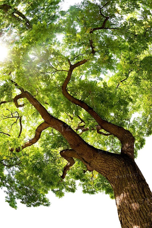 Japanese Pagoda Tree (Styphnolobium japonicum)