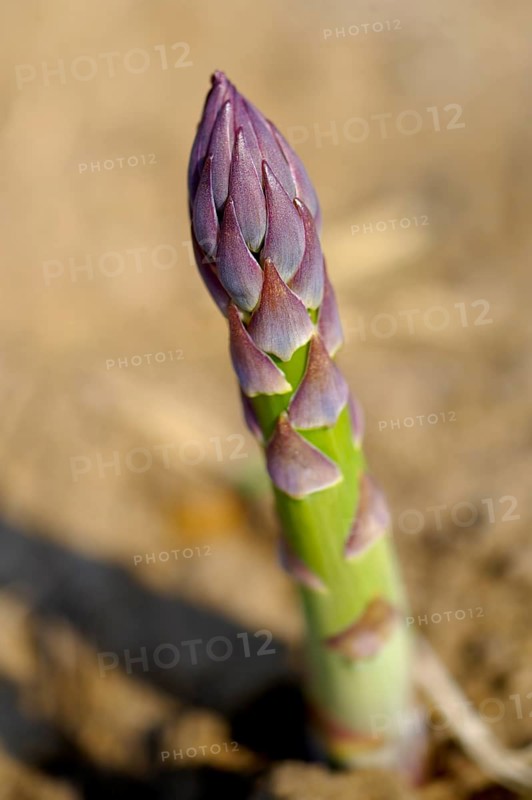Fresh asparagus spear growing in a field