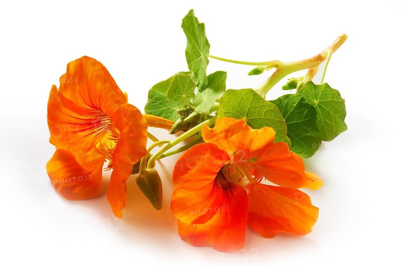 Fresh nasturtium flowers and leaves