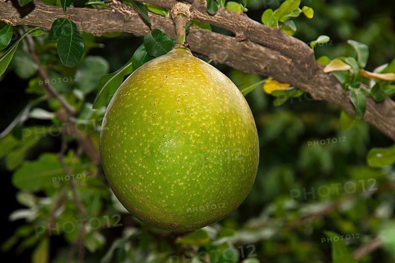 Pomelo fruit (Citrus maxima