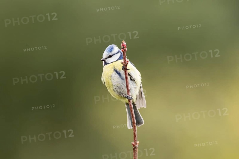 Blue Tit (Cyanistes caeruleus syn Parus caeruleus)