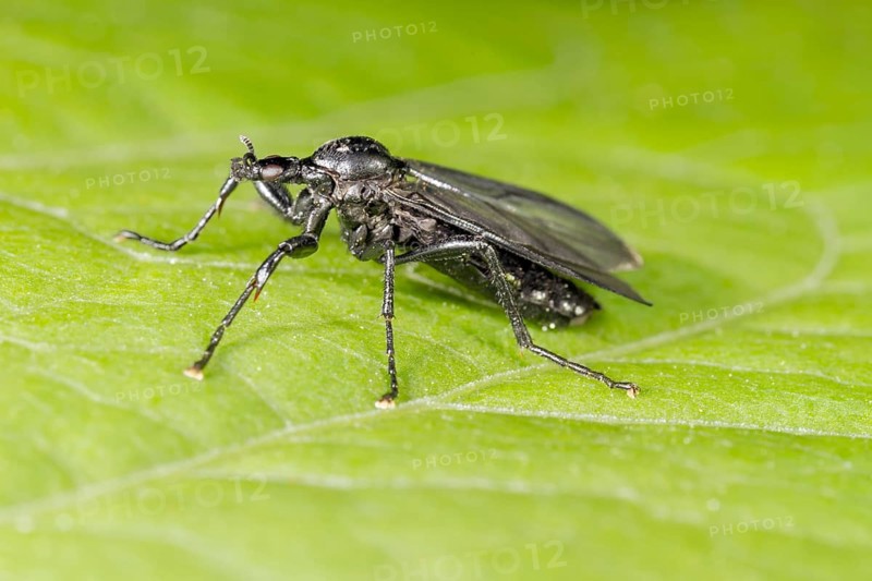 St Mark's Fly (Bibio marci)