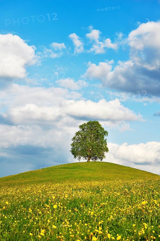 Solitarbaum
