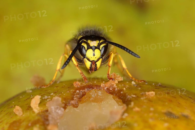 German wasp (Vespula germanica)