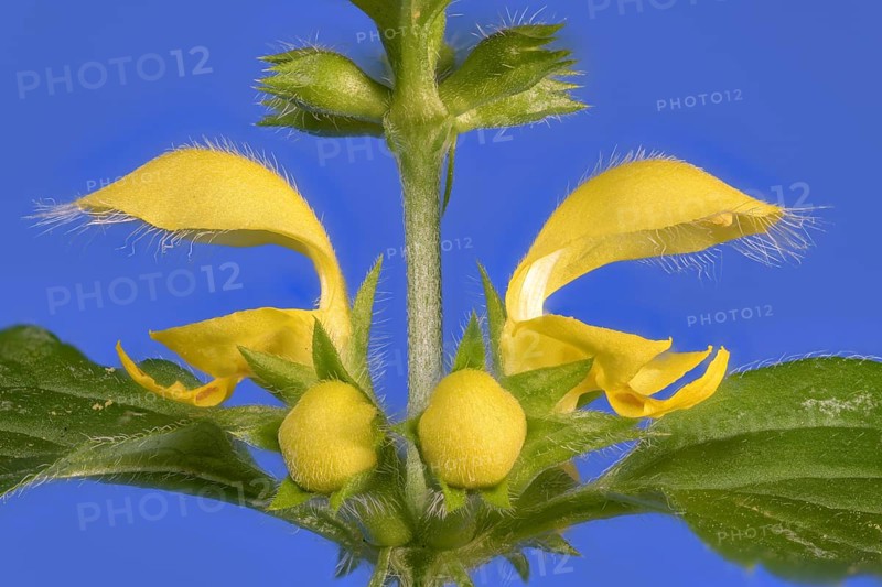 Yellow archangel (Lamium galeobdolon) against a blue background