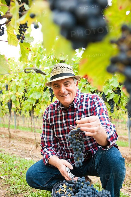 Winemaker or vintner displaying harvested grapes