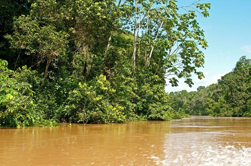 Rainforest