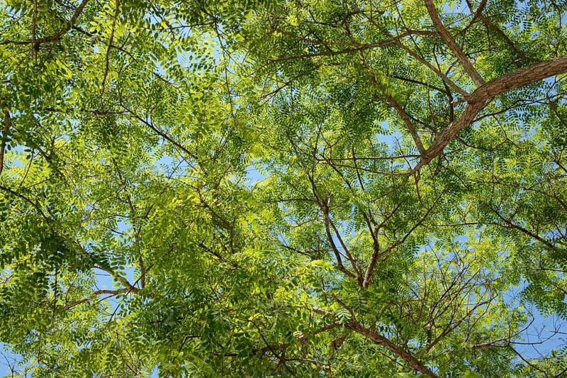 Treetop