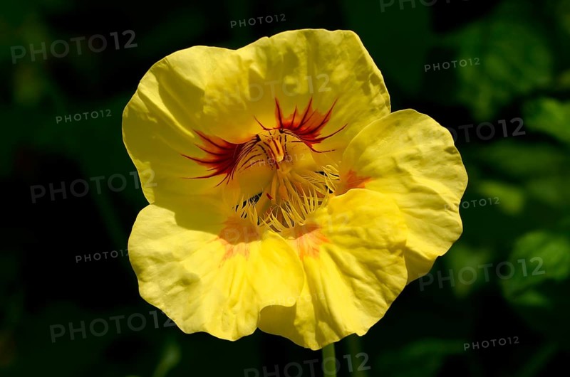 Garden nasturtium