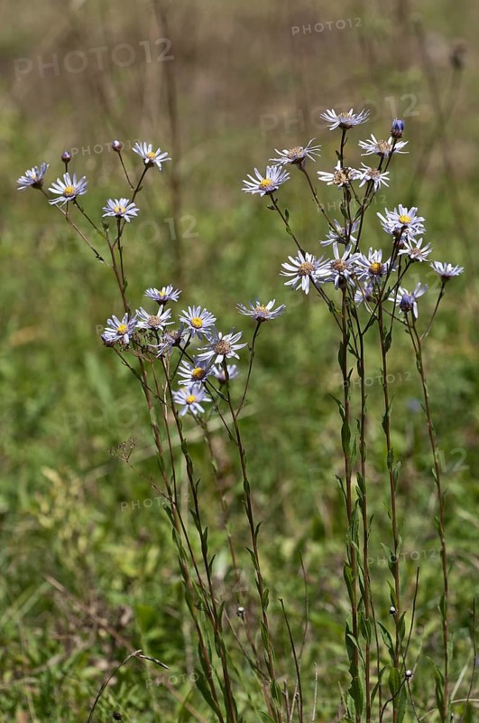 European Michaelmas Daisy (Aster amellus)
