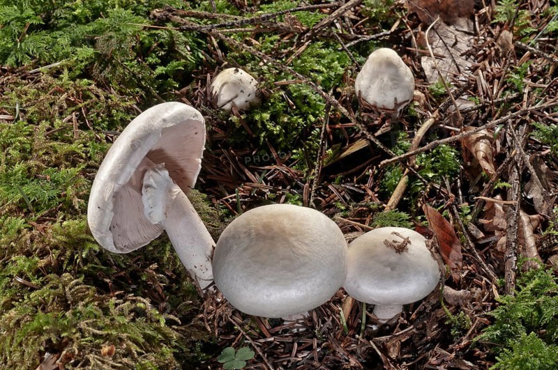 Wood Mushroom (Agaricus silvicola)