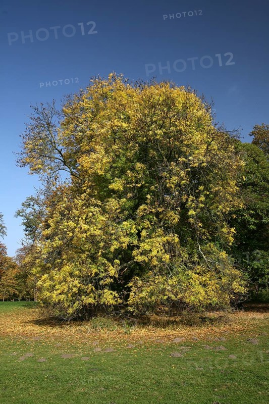 Autumn in the recreation area at Decksteiner Weiher lake