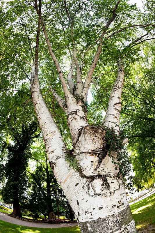 Himalayan Birch (Betula utilis)
