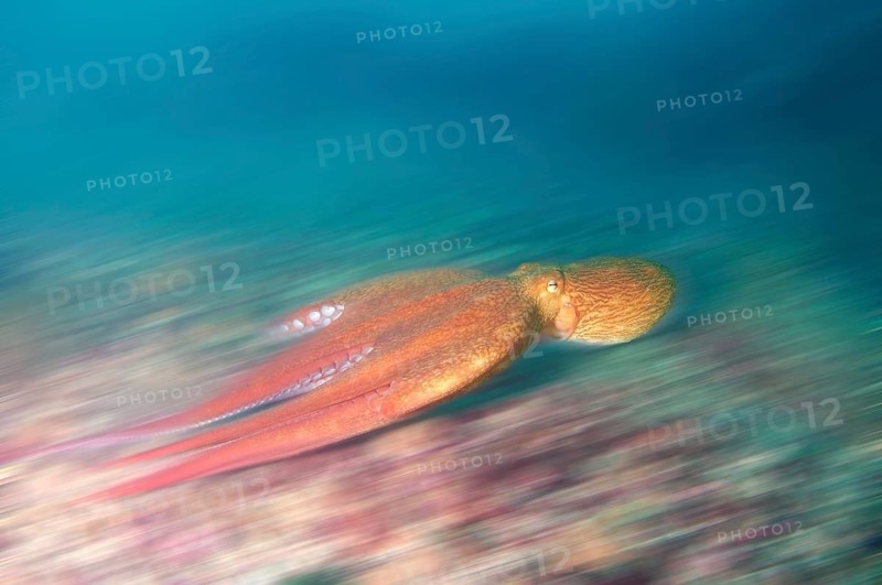 Giant Pacific octopus or North Pacific giant octopus (Enteroctopus dofleini)