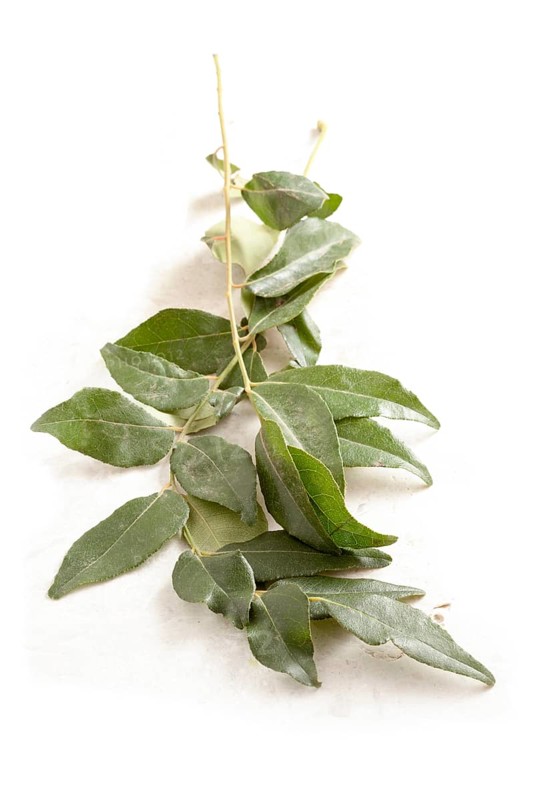 Curry leaves