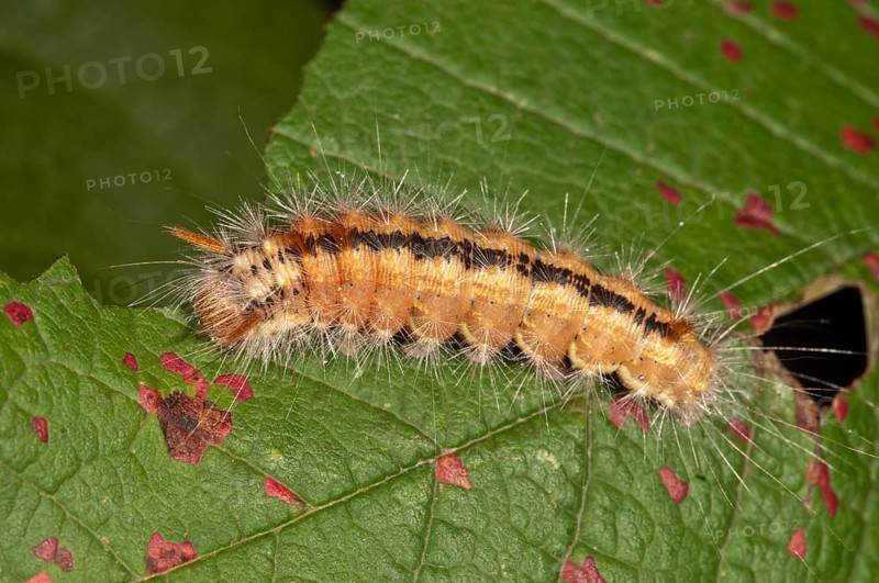 Nut-tree Tussock (Colocasia coryli)