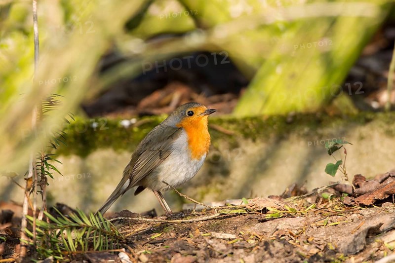 Robin (Erithacus rubecula) perched on a log