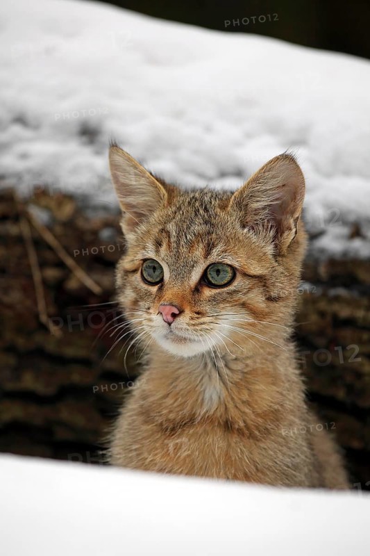 Wildcat (Felis silvestris)