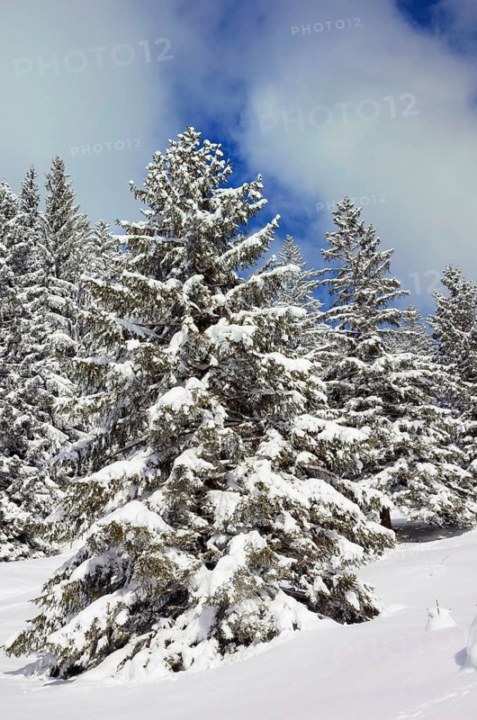 Snow-covered spruce trees (Picea abies)