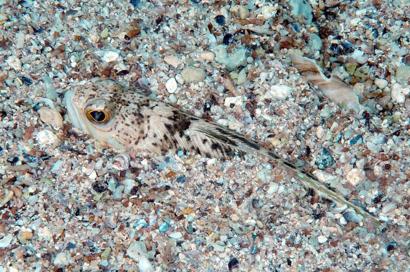 Greater Weever (Trachinus draco)